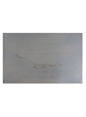 ΜΠΟΡΝΤΟΥΡΑ (LISTELLO) QUEEN GABBIANI ΓΛΑΡΟΙ 16X25 cm