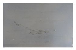 ΜΠΟΡΝΤΟΥΡΑ (LISTELLO) QUEEN GABBIANI ΓΛΑΡΟΙ 16X25 cm